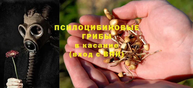 Галлюциногенные грибы Psilocybe  Зверево 